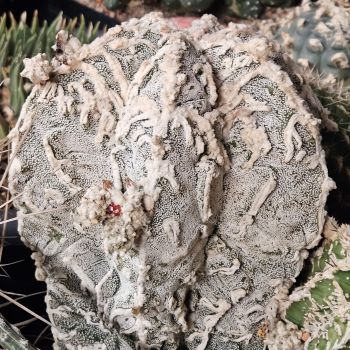 Astrophytum myriostigma fukuryu